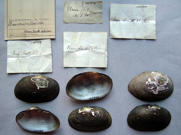 specimen