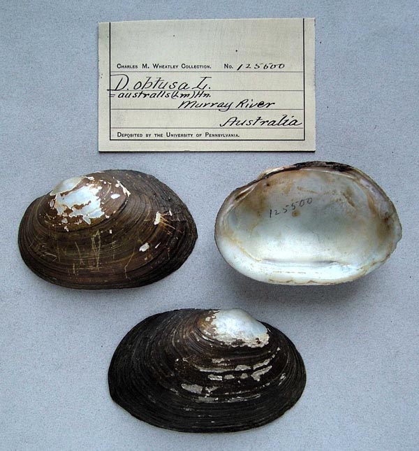 specimen