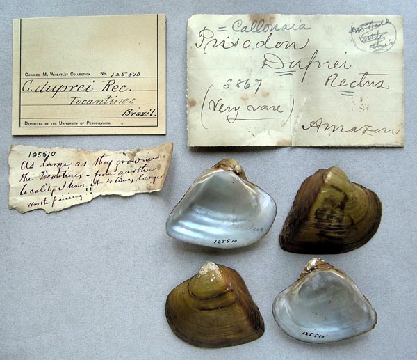 specimen
