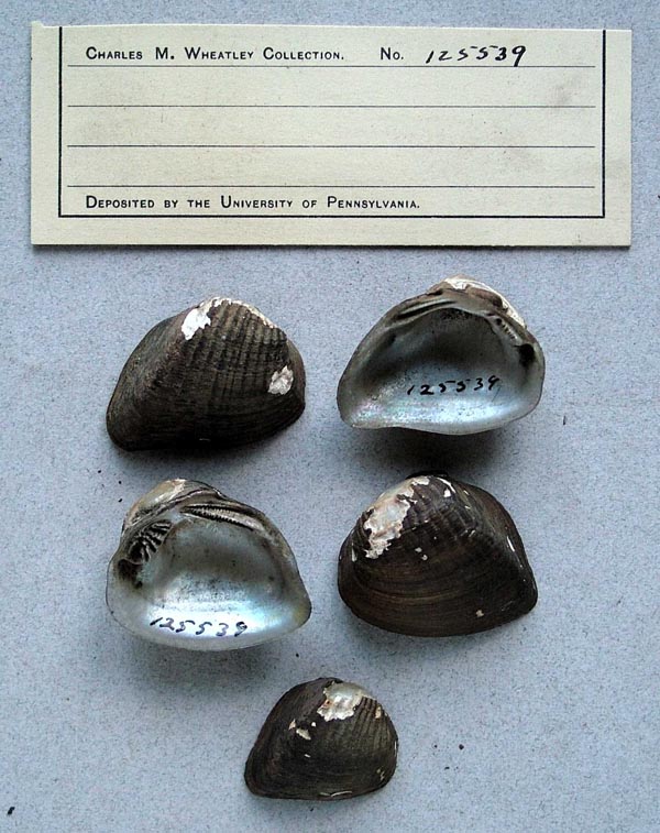 specimen