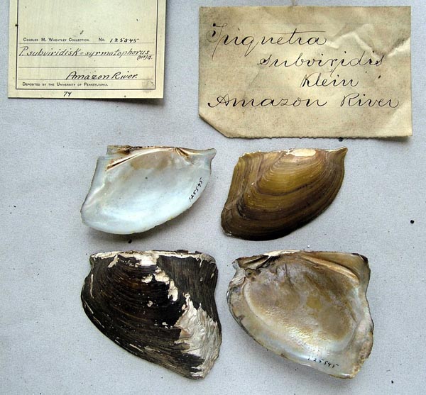 specimen