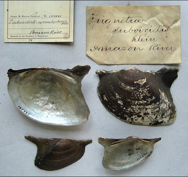 specimen