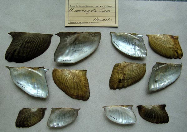 specimen