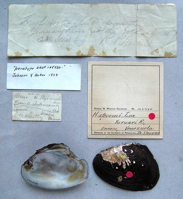 specimen