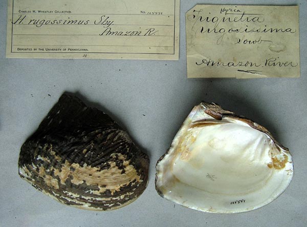 specimen