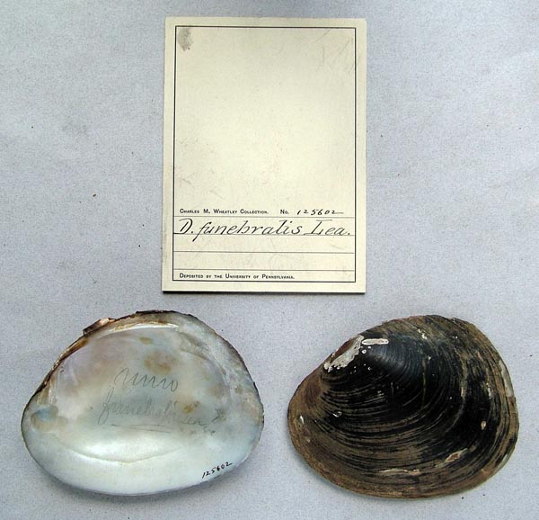 image of lot ANSP_125602