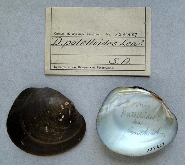 specimen
