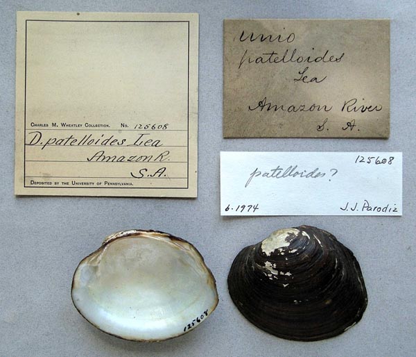 specimen