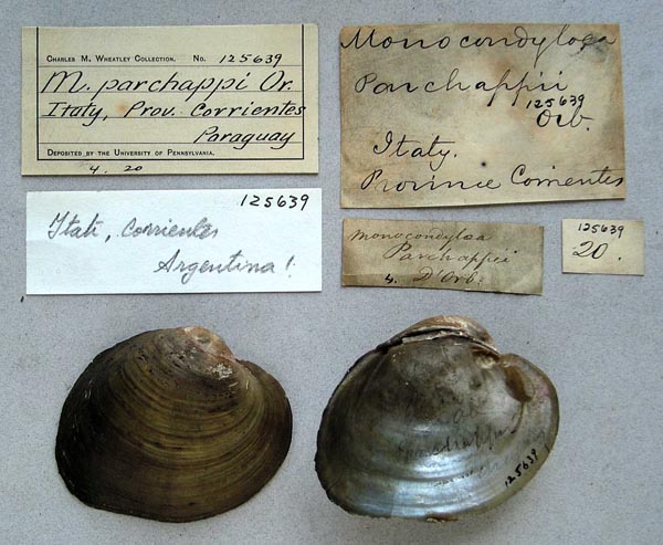 specimen