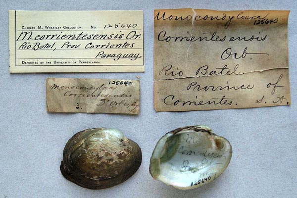 specimen