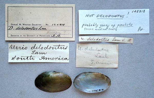 specimen