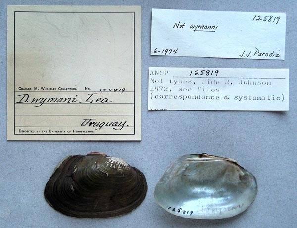 specimen