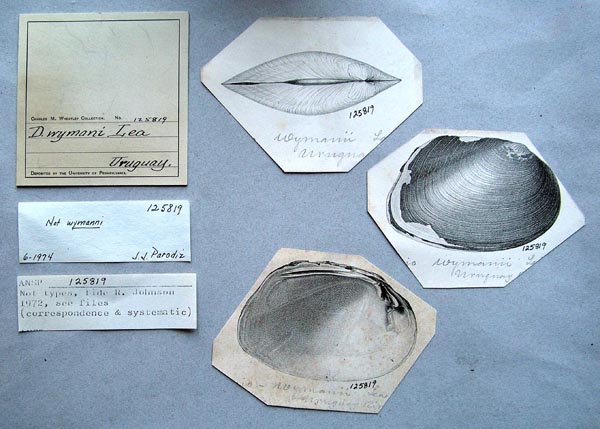 specimen
