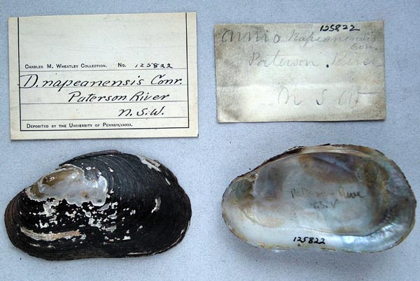 specimen