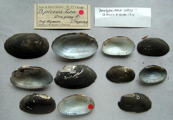 image of lot ANSP_125824