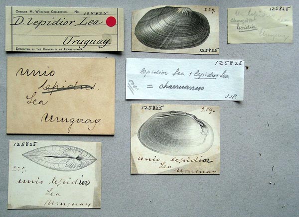 specimen