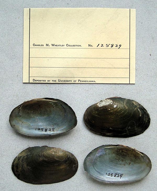 specimen
