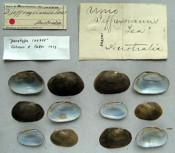 specimen