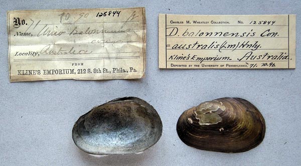 specimen