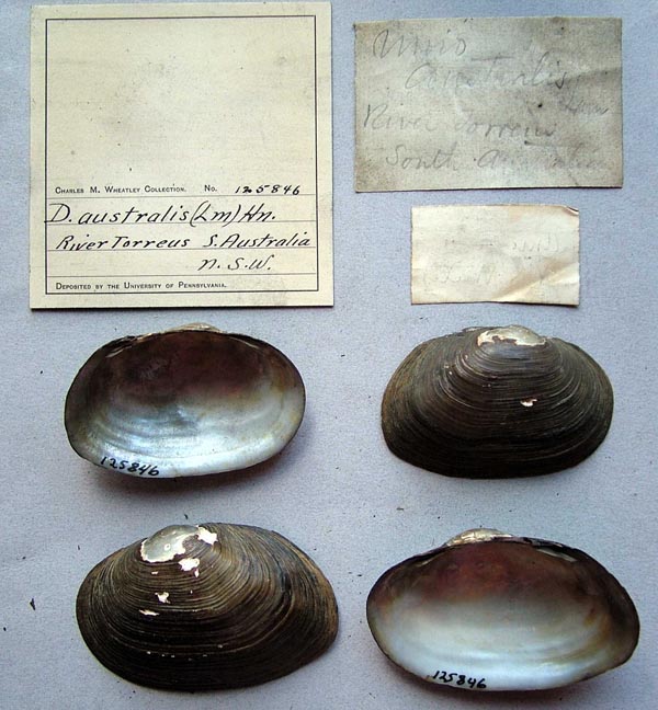 specimen