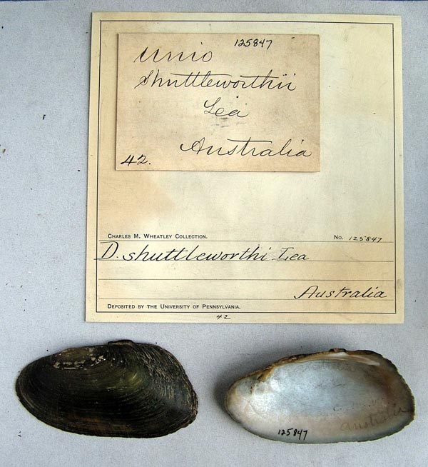 specimen