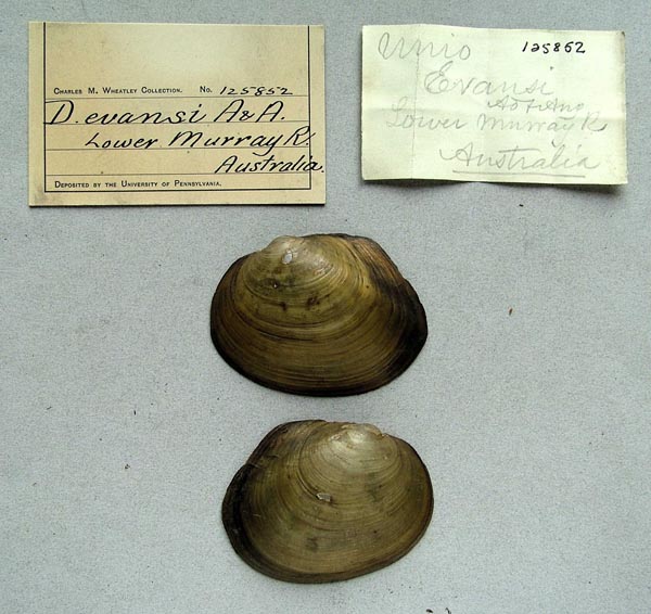 specimen