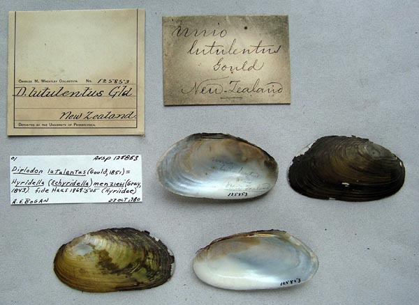 specimen