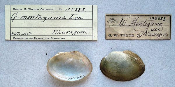 specimen