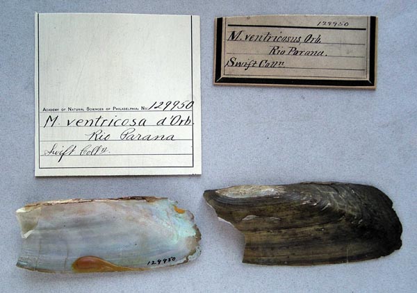 specimen