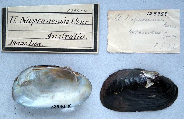 specimen