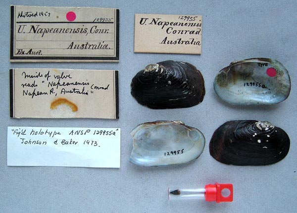 specimen