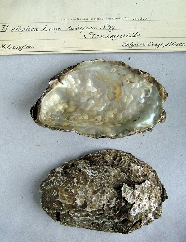 specimen