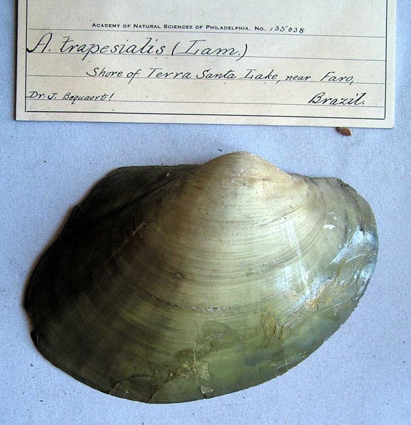 specimen
