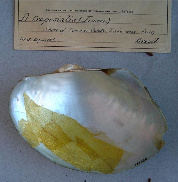 specimen