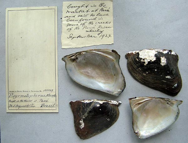 specimen