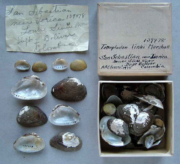 specimen