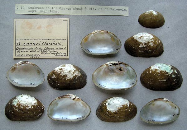 specimen