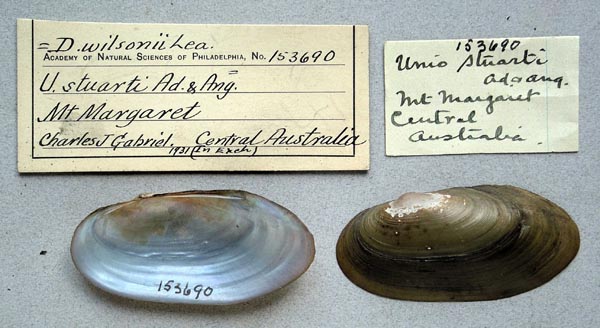 specimen