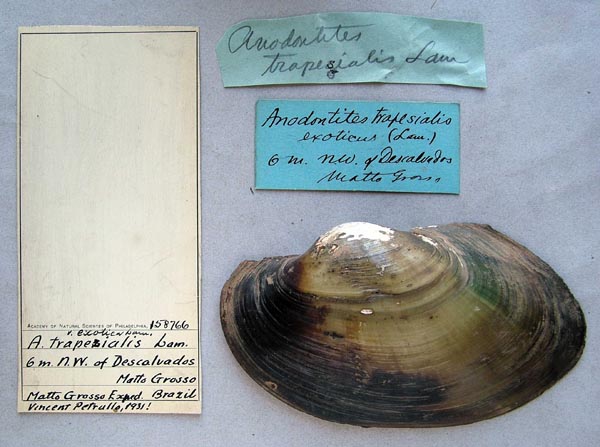 specimen