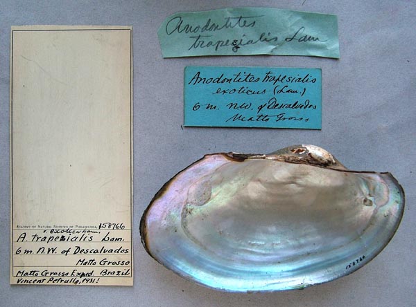 specimen