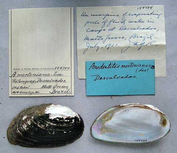 specimen
