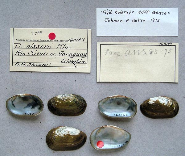 specimen