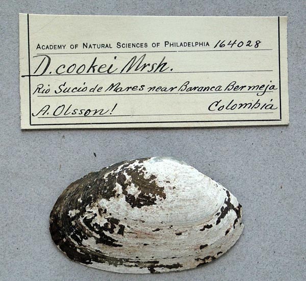 specimen