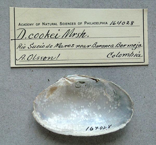 specimen