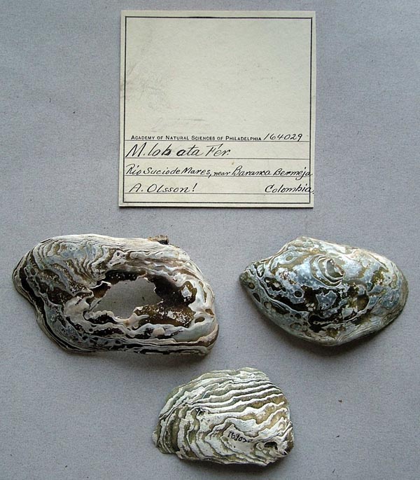 specimen