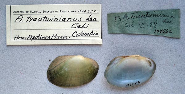 specimen