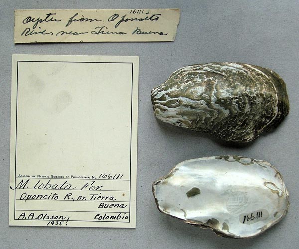 specimen
