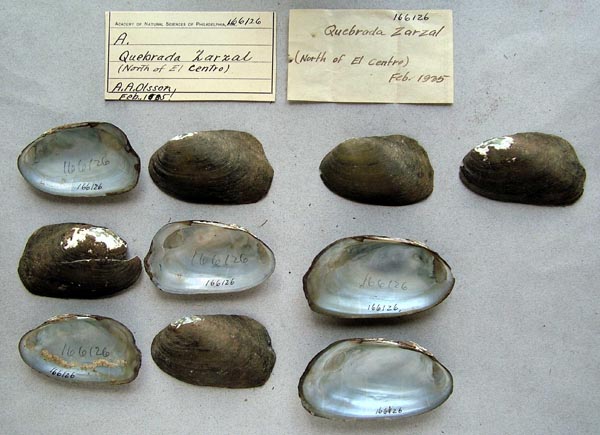 specimen