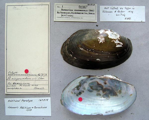 specimen