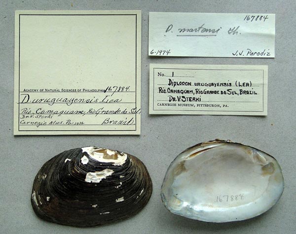 specimen